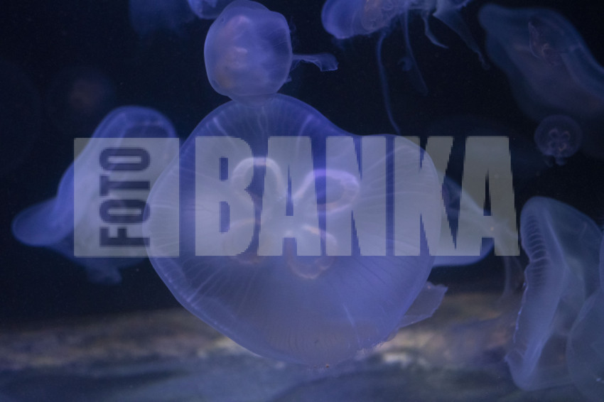 Aurelia aurita, moon jellyfish, moon jelly