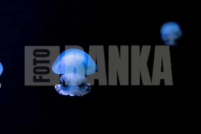 Aurelia aurita, moon jellyfish, moon jelly