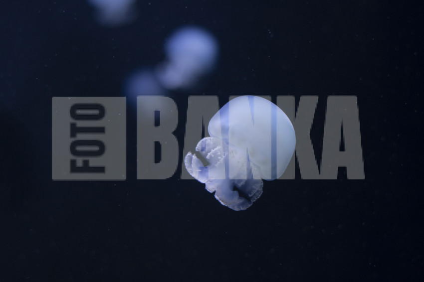 Aurelia aurita, moon jellyfish, moon jelly