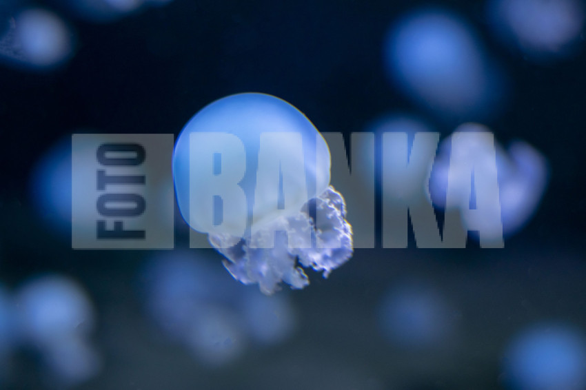 Aurelia aurita, moon jellyfish, moon jelly