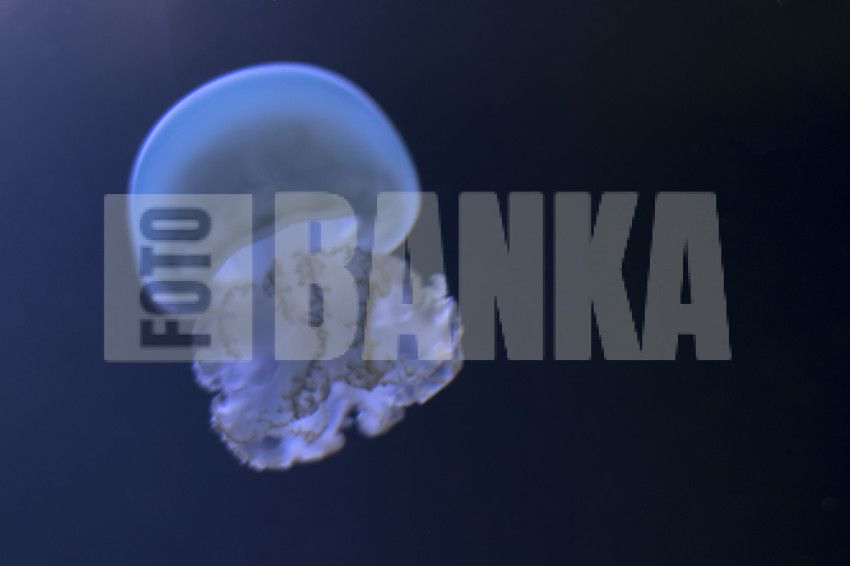 Aurelia aurita, moon jellyfish, moon jelly