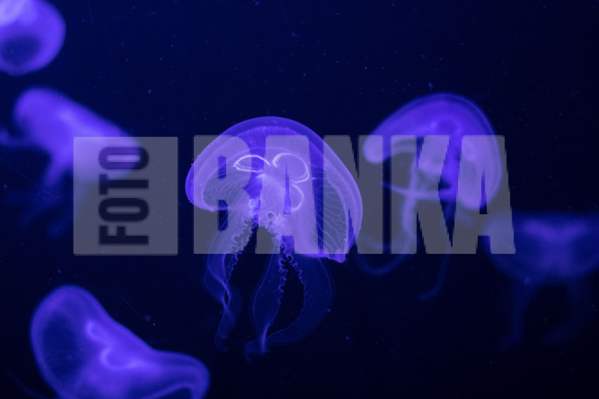 Aurelia aurita, moon jellyfish, moon jelly
