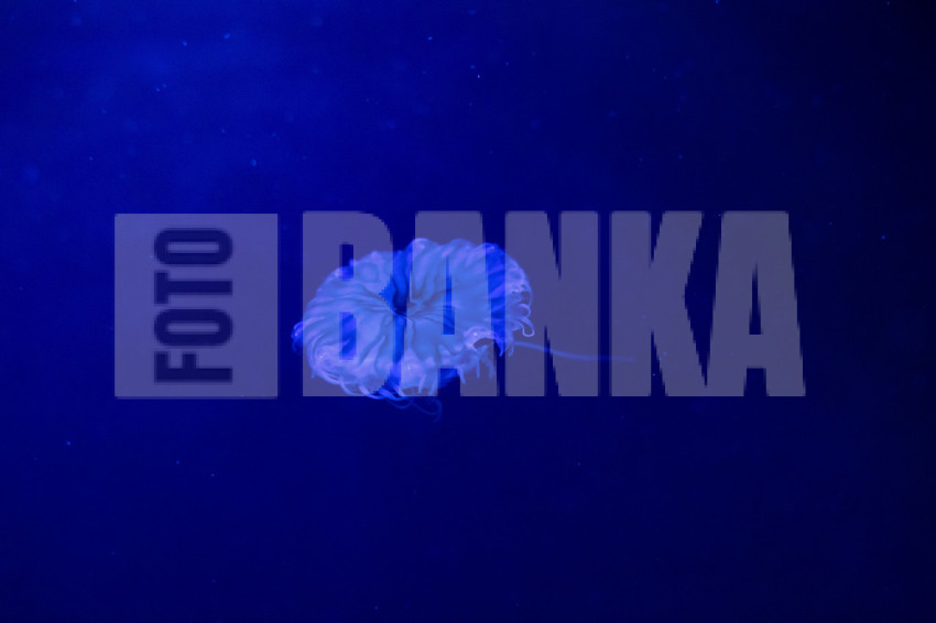 Aurelia aurita, moon jellyfish, moon jelly