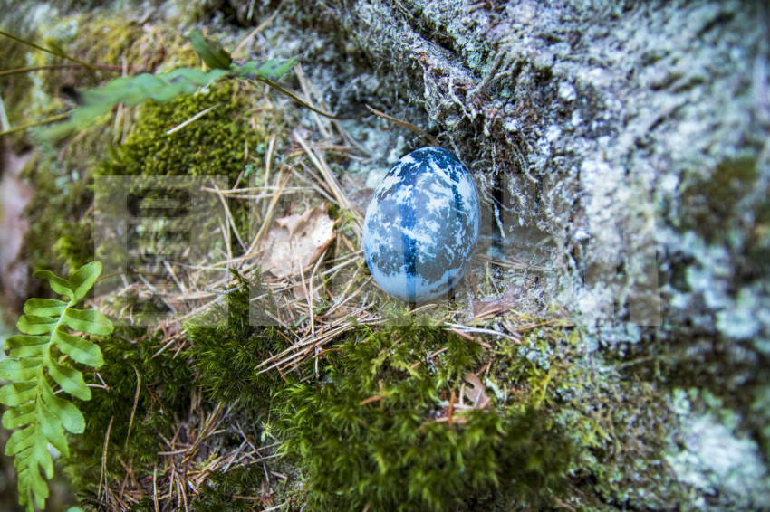 Painted quail egg blue on rock in moss