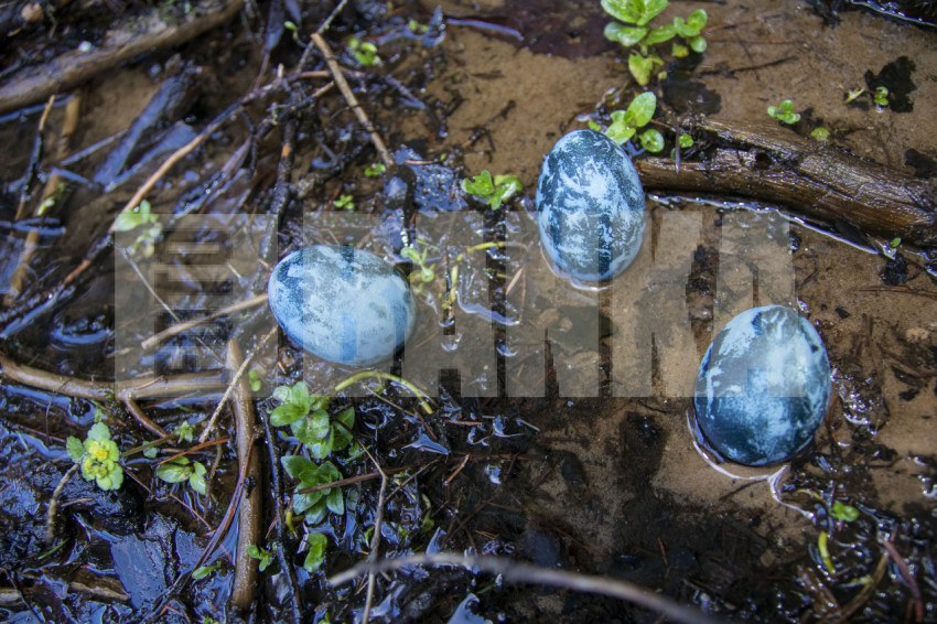 Painted quail egg blue on rock in moss