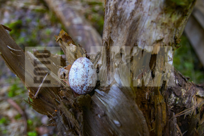 Painted quail egg blue on rock in moss