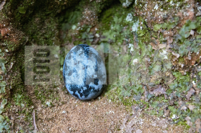 Painted quail egg blue on rock in moss