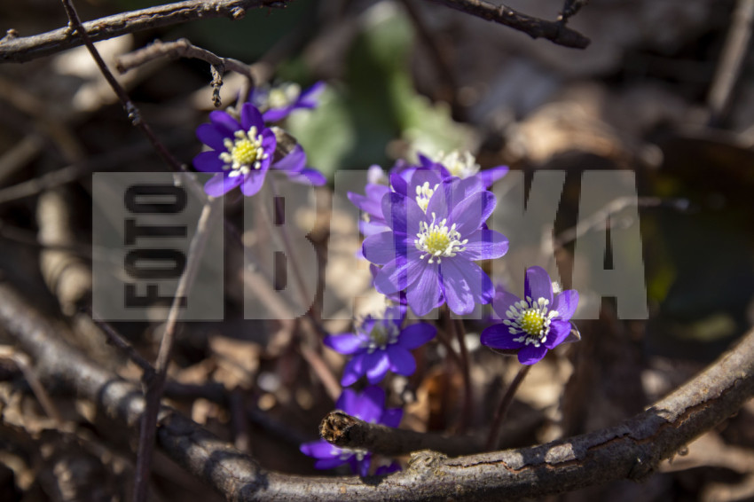 Purple Hepatica nobilis