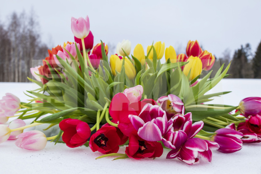 Colorful tulips in the snow