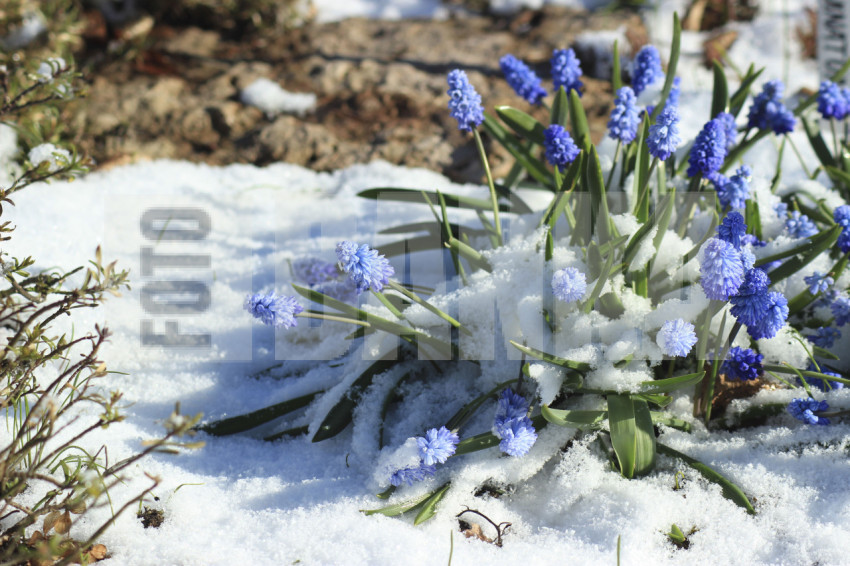 Muscares are covered with snow