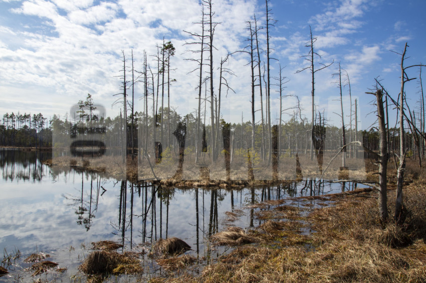 Bog landscape with pools in spring