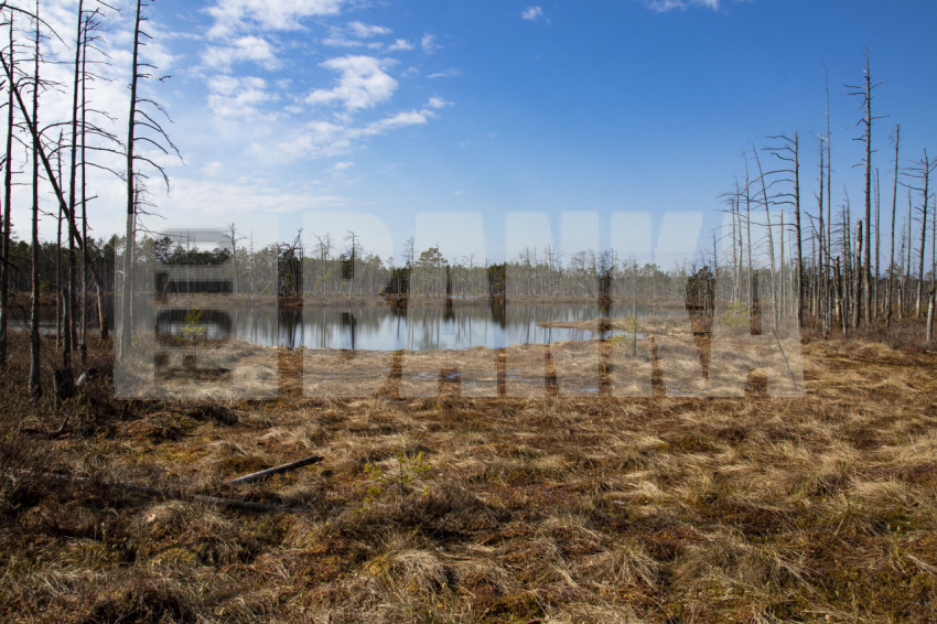 Bog landscape with pools in spring