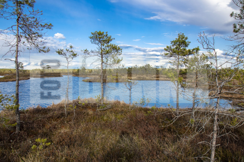 Bog landscape with pools in spring