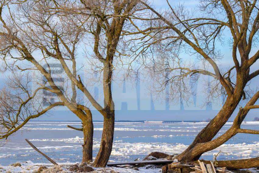 Trees on the river bank in winter