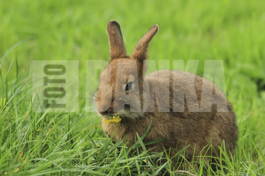 Easter bunny in the grass