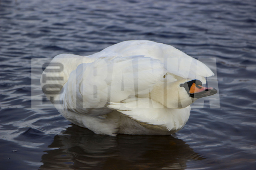 A white swan is swimming in the river