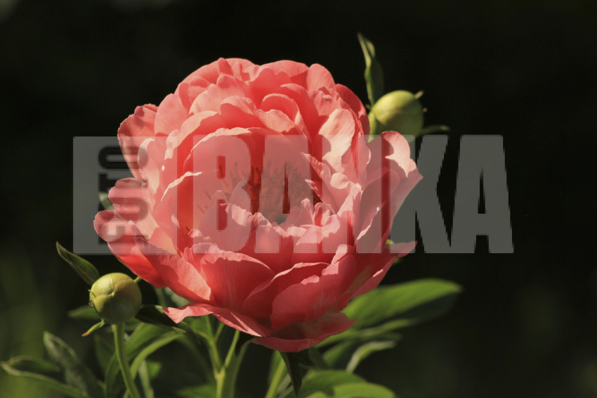 Pink rose on a green background