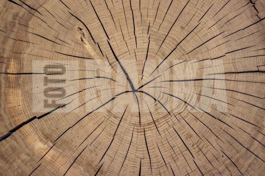 Cross-section of a 100-year-old tree trunk