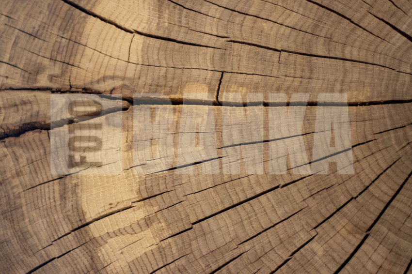 Cross-section of a 100-year-old tree trunk