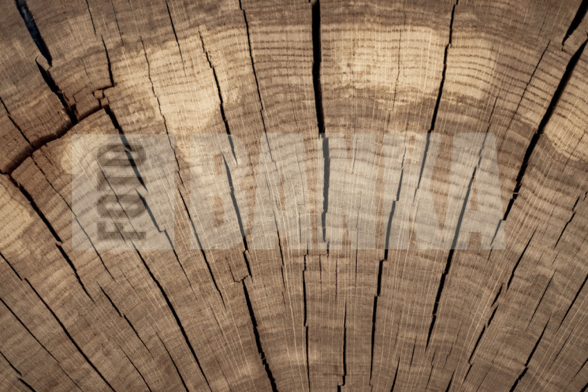 Cross-section of a 100-year-old tree trunk