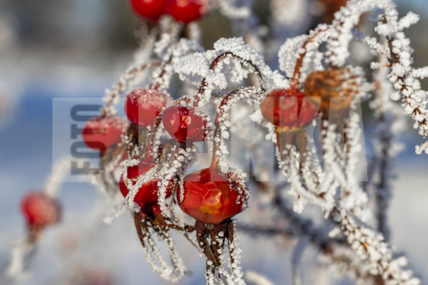 Rosa Rugosa Red rose hips