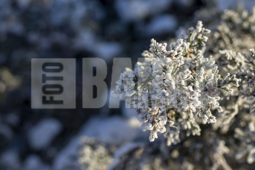 A frosted thuja branch Winter snow