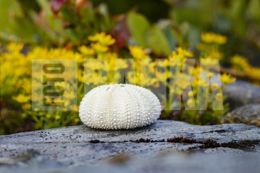 Sea urchin shells and shells