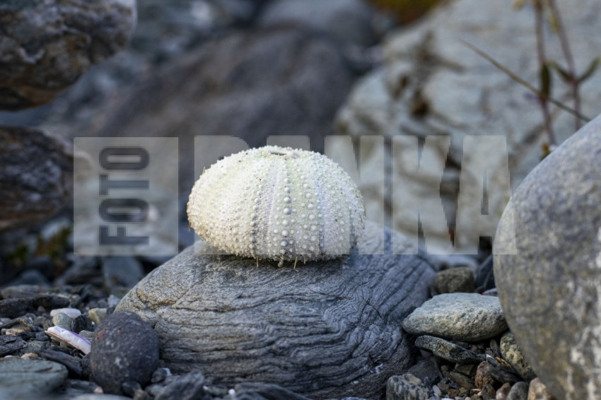 Sea urchin shells and shells
