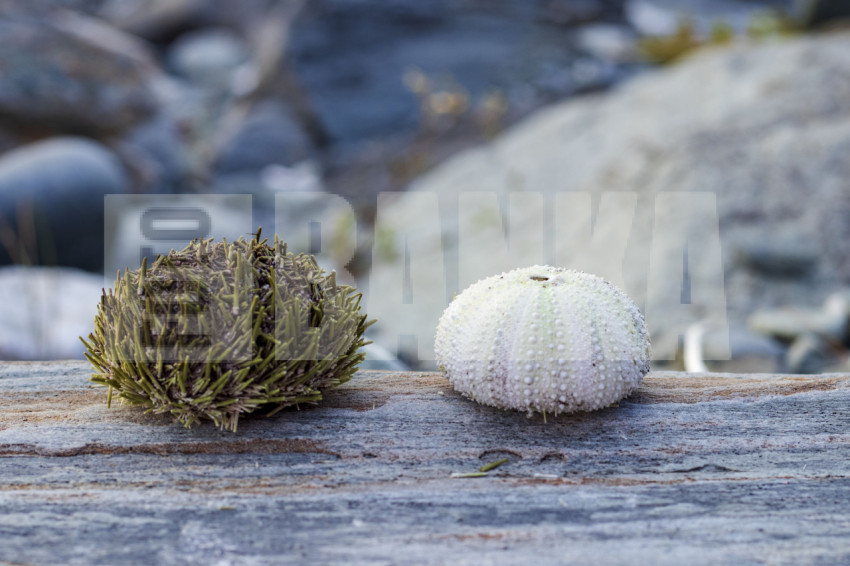 Sea urchin shells and shells