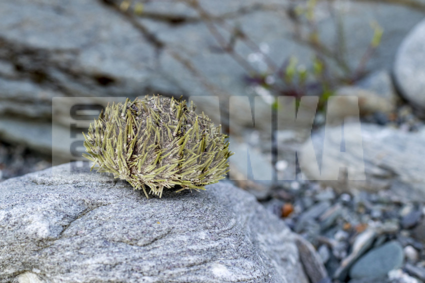 Sea urchin shells and shells