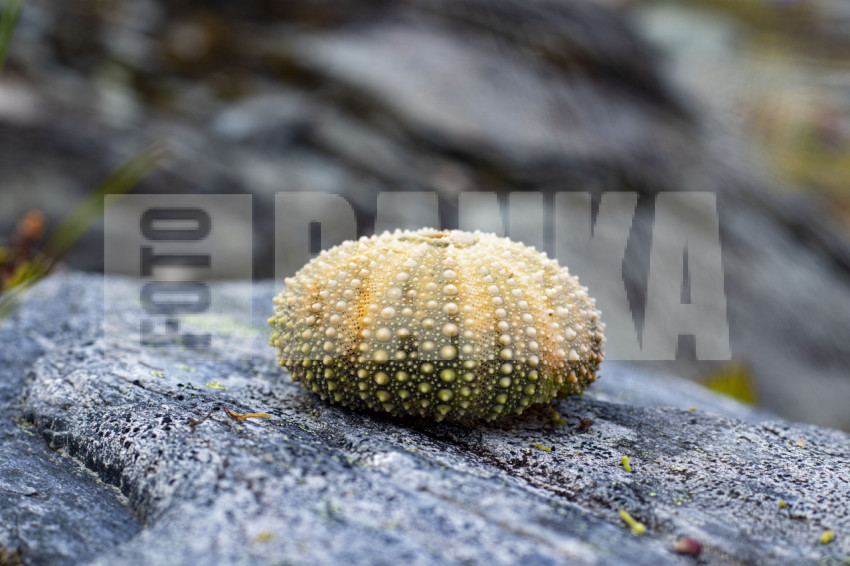 Sea urchin shells and shells