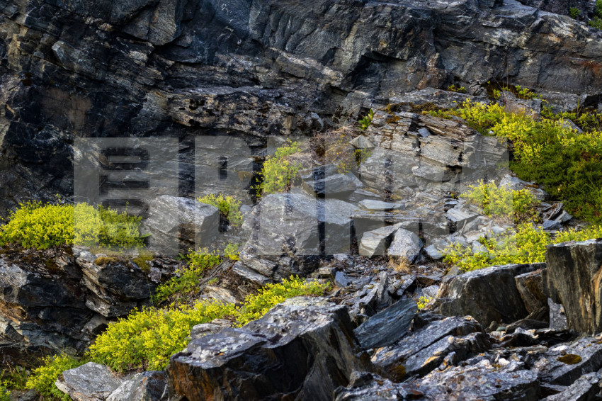 Yellow flowers among rocks in Norway