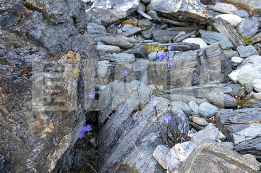 Blue flowers among rocks in Norway