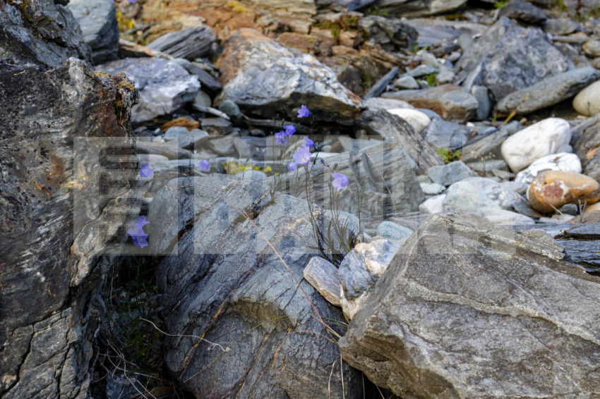 Blue flowers among rocks in Norway