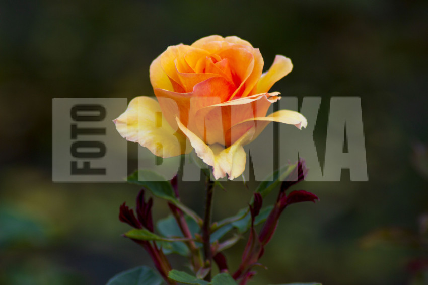 Orange rose in the garden
