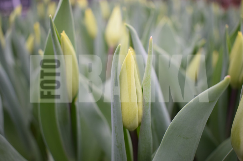 Tulpes