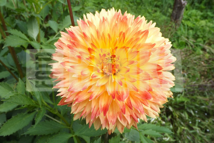 DSCF6098