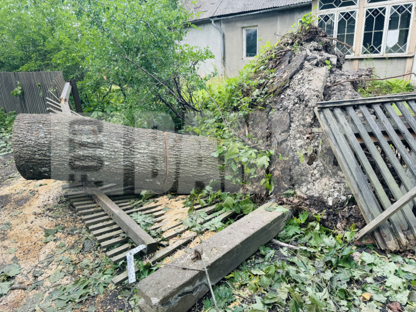 Fallen tree