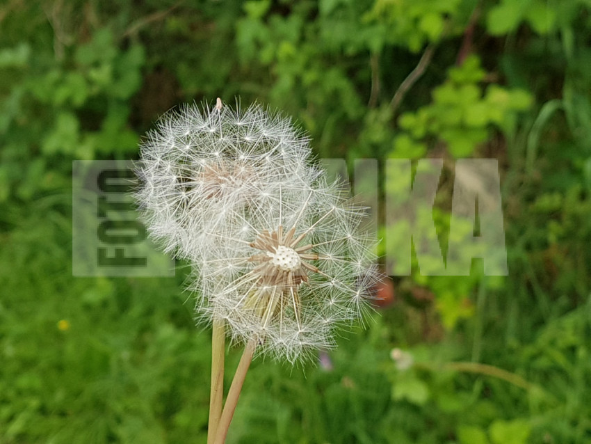 Dandelions