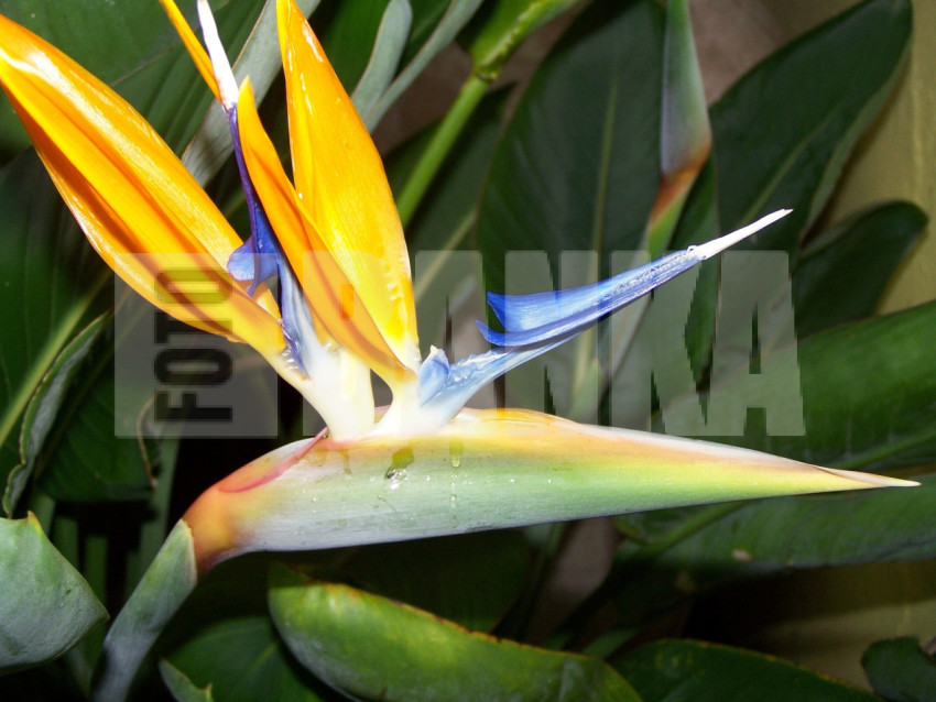 BIRD OF PARADISE FLOWER