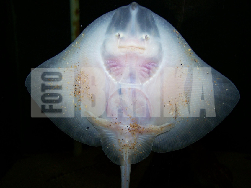 RAJA FISH