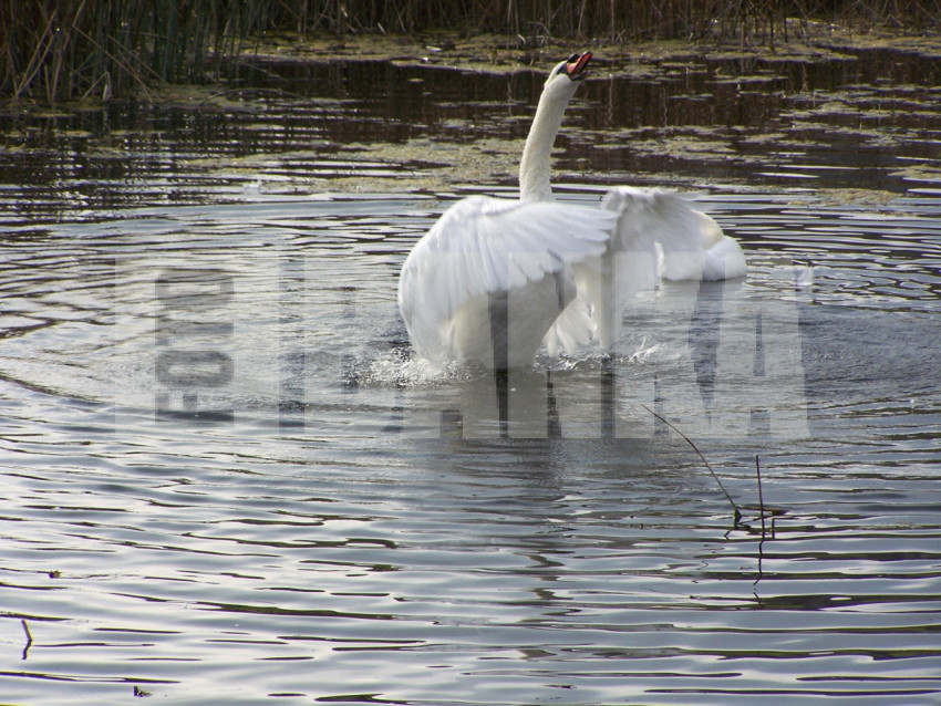 SWAN