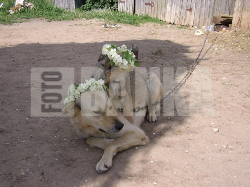 DOGS AND FLOWERS