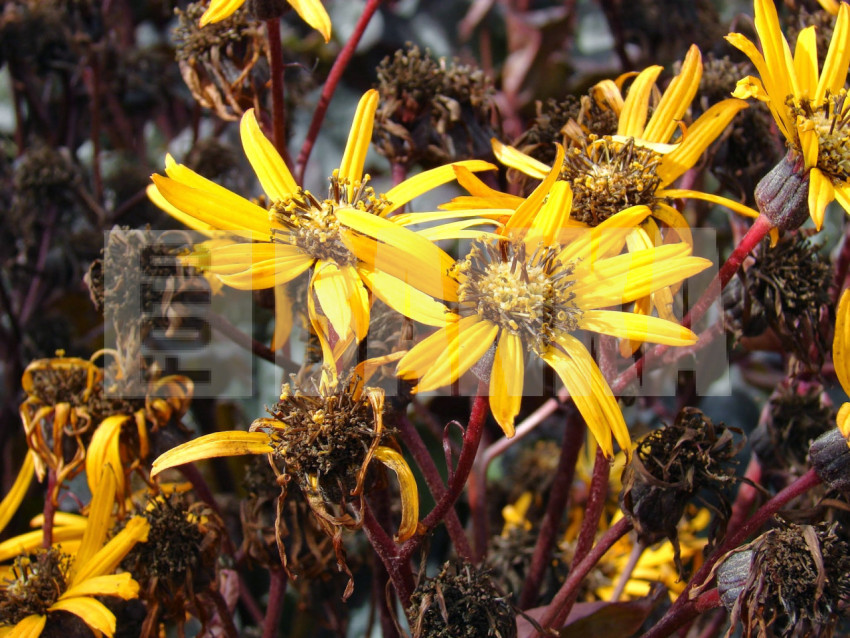 Ligularia dentata