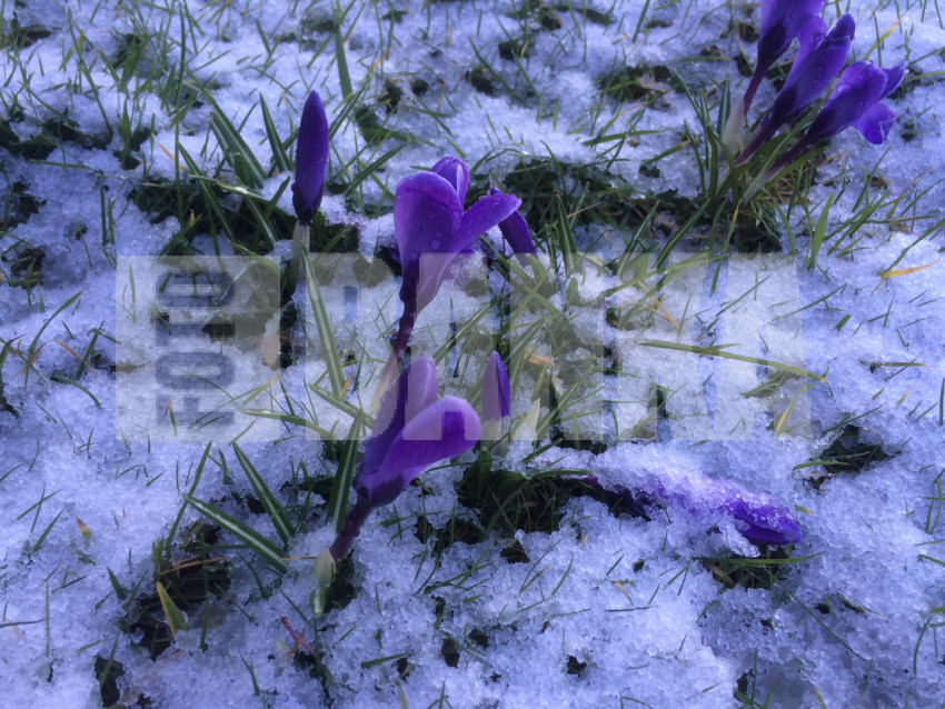 Crocuses in snow