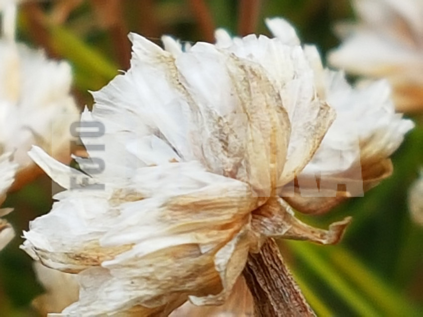 Dead thrift