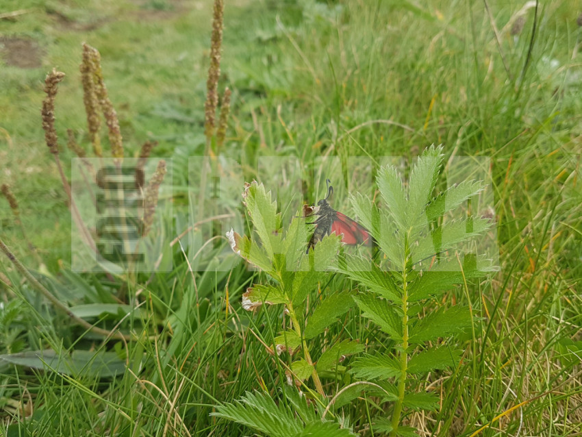Six-spot Burnet