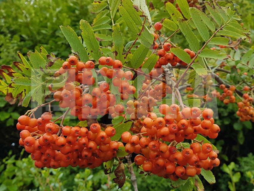 Rowan