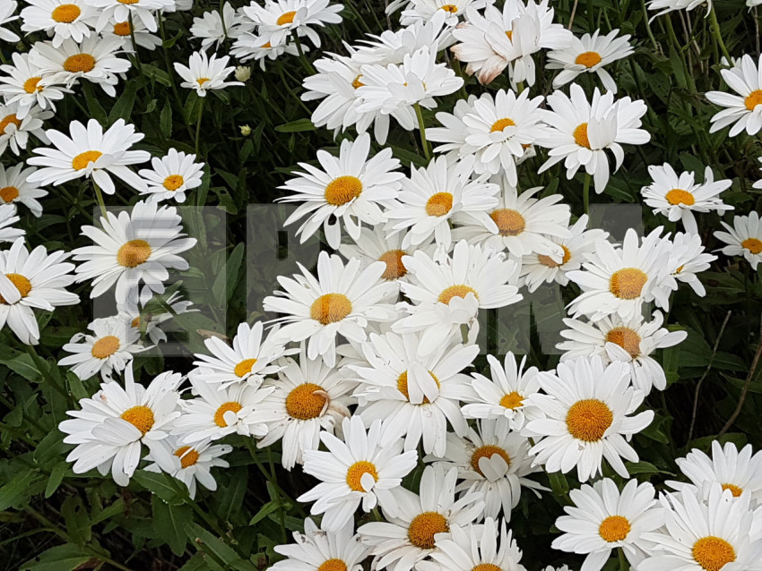 Common daisy