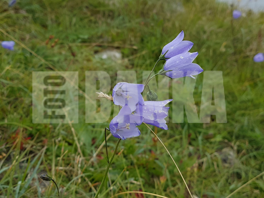 Harebell